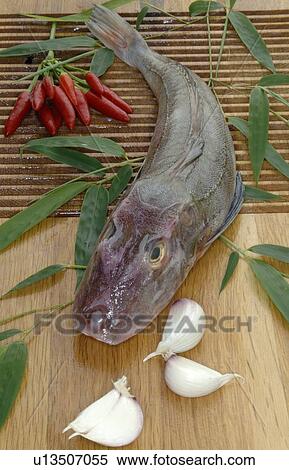 Stock Photography - Sea robin. Fotosearch