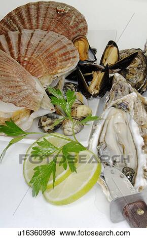 Stock Photo - Several kinds of mussels. Fotosearch