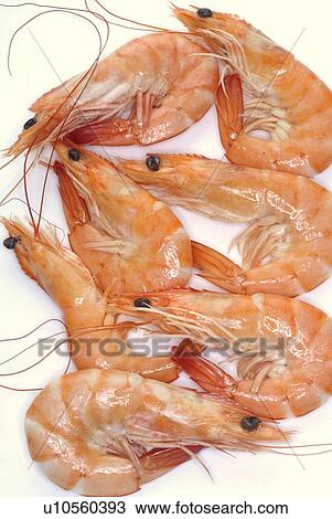 Stock Image - Shrimps. Fotosearch