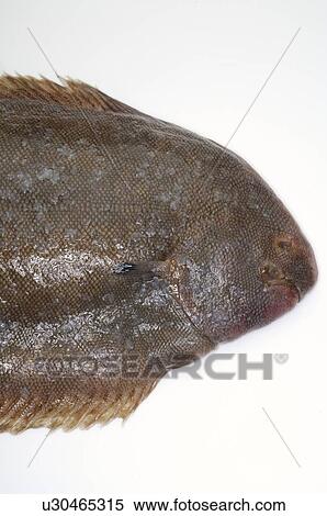 Stock Photography - Sole. Fotosearch