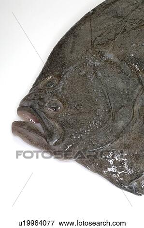 Stock Photo - Turbot. Fotosearch