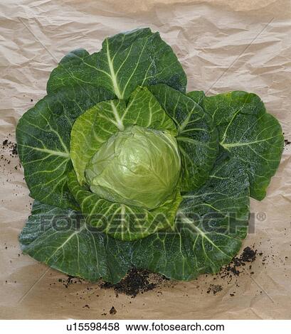 Stock Photo - Cabbage. Fotosearch