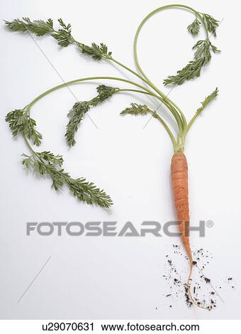 Stock Image - Carrots. Fotosearch