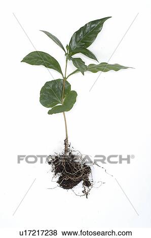 Stock Photo - Coffee plant. Fotosearch
