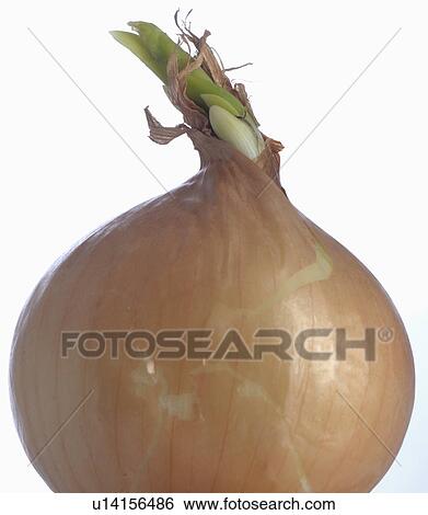 Onion View Large Photo Image Stock Photograph - Onion. Fotosearch