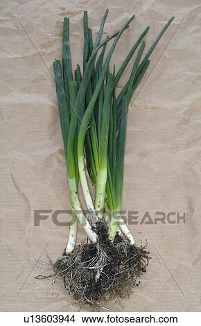 Onions View Large Photo Image Picture - Onions. Fotosearch
