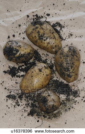 Stock Photograph - Potatos. Fotosearch