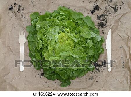 Picture - Salad. Fotosearch