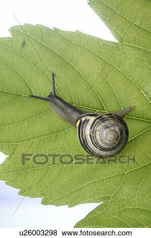 Stock Photo - Snail on a leaf. Fotosearch