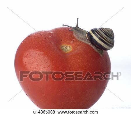 Stock Photo - Snail on a tomatoe. Fotosearch