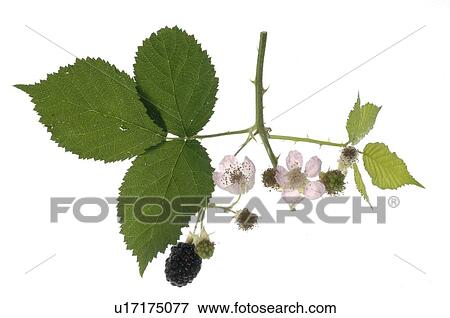 Blackberry with twig and blossom View Large Photo Image Stock Photo - Blackberry with twig and blossom. Fotosearch