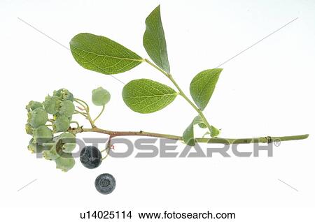 Picture - Blueberries on a twig. Fotosearch