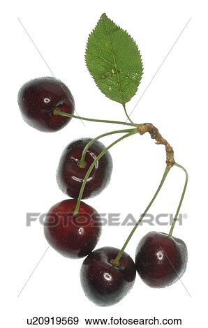 Cherries View Large Photo Image Stock Photo - Cherries. Fotosearch