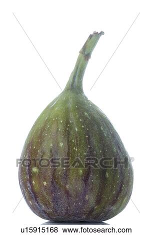 Stock Photo - Fig. Fotosearch