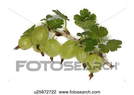 Stock Image - Goose berries. Fotosearch