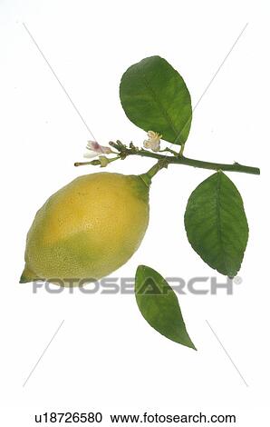 Stock Image - Lemon. Fotosearch
