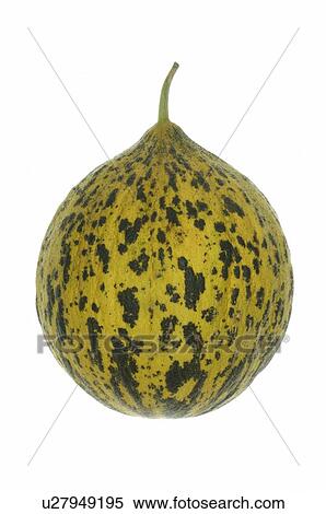 Melon View Large Photo Image Stock Photography - Melon. Fotosearch
