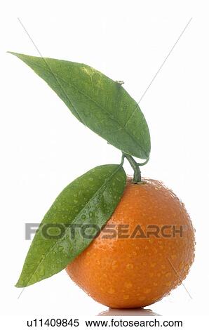 Stock Photography - Orange with leaf. Fotosearch