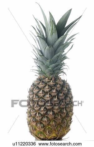 Stock Photograph - Pineapple. Fotosearch