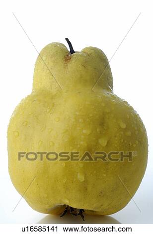 Stock Image - Quince. Fotosearch