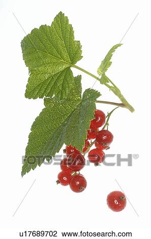 Stock Image - Red currants. Fotosearch