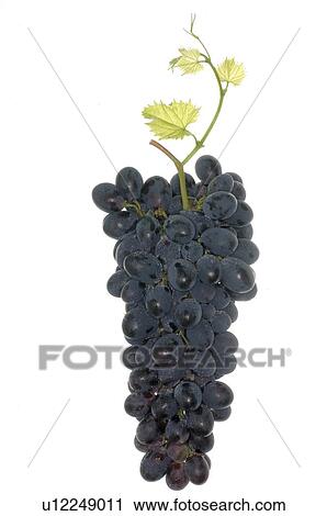 Stock Image - Red grape. Fotosearch