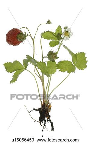 Stock Photo - Strawberry plant. Fotosearch