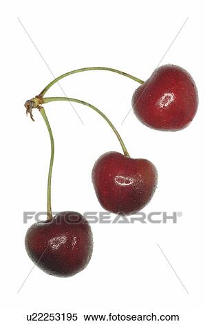 Three cherries View Large Photo Image Stock Photography - Three cherries. Fotosearch