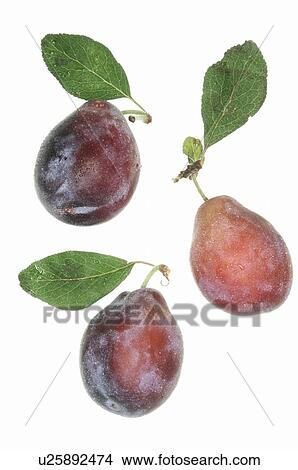 Picture - Three plums. Fotosearch
