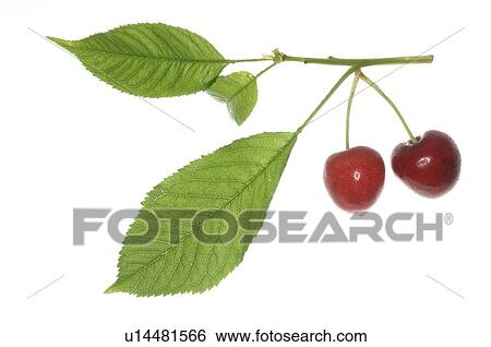 Stock Photograph - Two cherries. Fotosearch