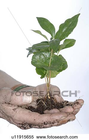 Stock Photography - Coffee plant. Fotosearch