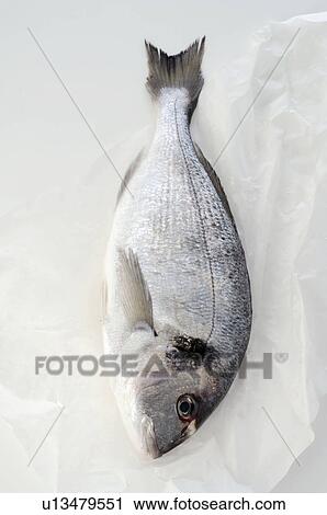 Gilt-head bream View Large Photo Image Stock Image - Gilt-head bream. Fotosearch