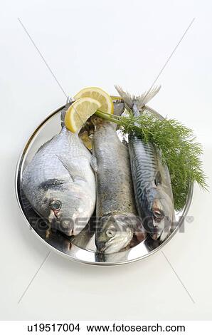 Picture - Gilt-head, mackerei and trout. Fotosearch