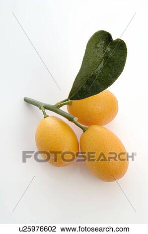 Stock Image - Kumquats. Fotosearch