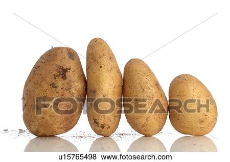Potatoes side by side View Large Photo Image Stock Photo - Potatoes side by side. Fotosearch