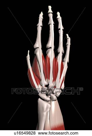 Stock Photo - biology, medical, art, graphics, illusionary, human body. Fotosearch
