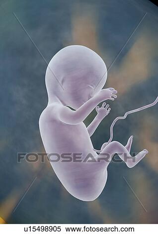 Stock Photography - body, anatomy, organs, design, human body, graphics. Fotosearch
