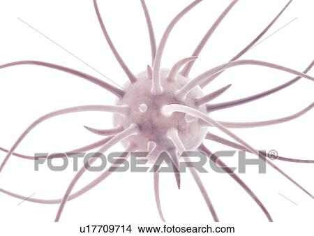 Picture - body atlas, human, body, organs. Fotosearch