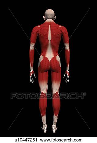 body atlas, human, body, organs View Large Photo Image Stock Image - body atlas, human, body, organs. Fotosearch