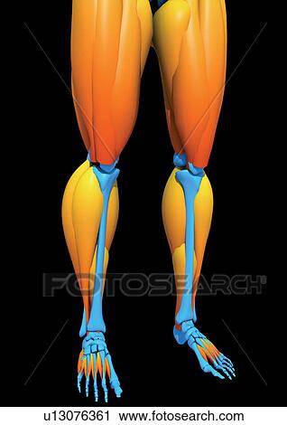 Stock Image - body atlas, human, body, organs. Fotosearch