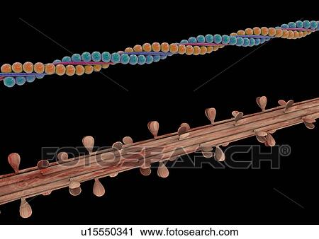 Stock Image - body atlas, human, body, organs. Fotosearch