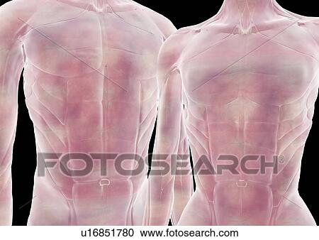 body atlas, human, body, organs View Large Photo Image Stock Image - body atlas, human, body, organs. Fotosearch