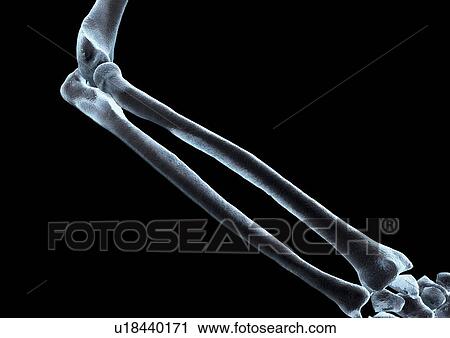 body atlas, human, body, organs View Large Photo Image Stock Image - body atlas, human, body, organs. Fotosearch
