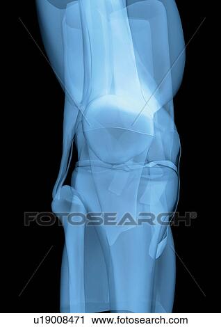 Stock Image - body atlas, human, body, organs. Fotosearch