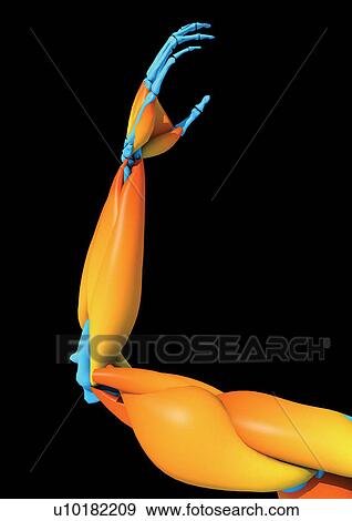 Stock Photo - body atlas, human, body, organs. Fotosearch