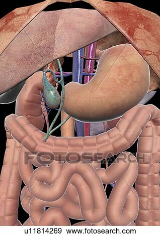 body atlas, human, body, organs View Large Photo Image Stock Photo - body atlas, human, body, organs. Fotosearch