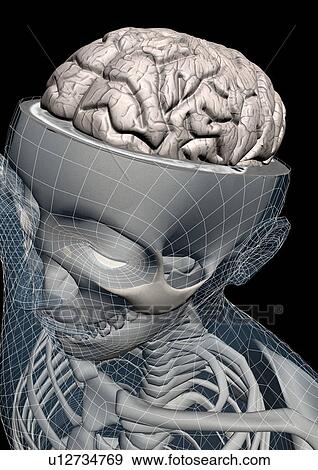 Stock Photo - body atlas, human, body, organs. Fotosearch