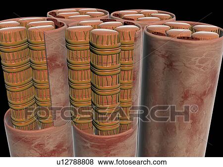 Stock Photo - body atlas, human, body, organs. Fotosearch