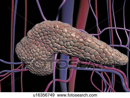 body atlas, human, body, organs View Large Photo Image Stock Photo - body atlas, human, body, organs. Fotosearch