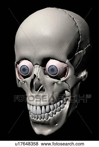 Stock Photo - body atlas, human, body, organs. Fotosearch